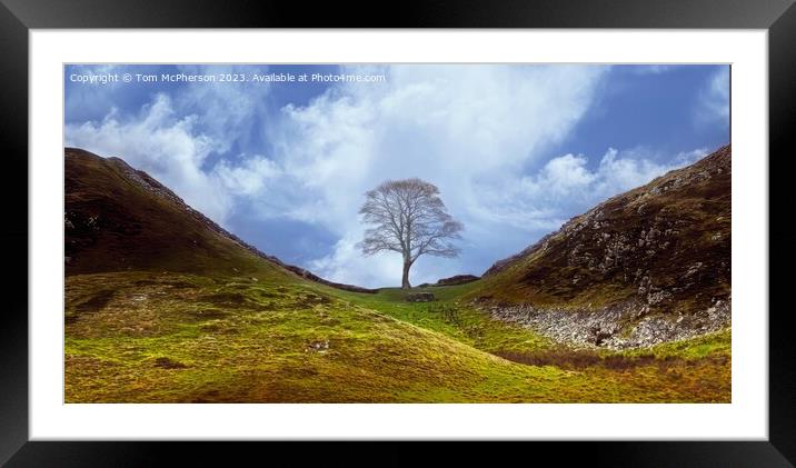 Sycamore Gap tree, Hadrian’s Wall Framed Mounted Print by Tom McPherson