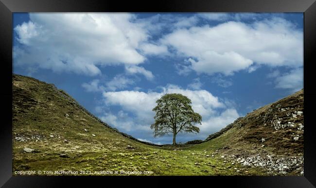 The Sycamore Gap tree Framed Print by Tom McPherson