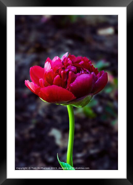 single red peony rose Framed Mounted Print by Tom McPherson