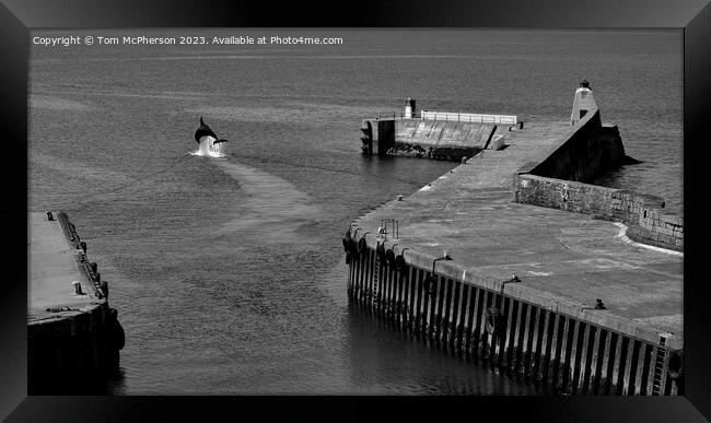 Dolphin at Burghead Harbour Framed Print by Tom McPherson