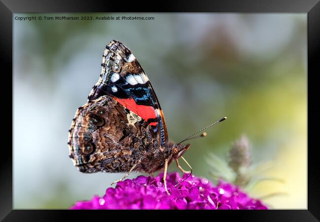 The Peacock Butterfly Framed Print by Tom McPherson