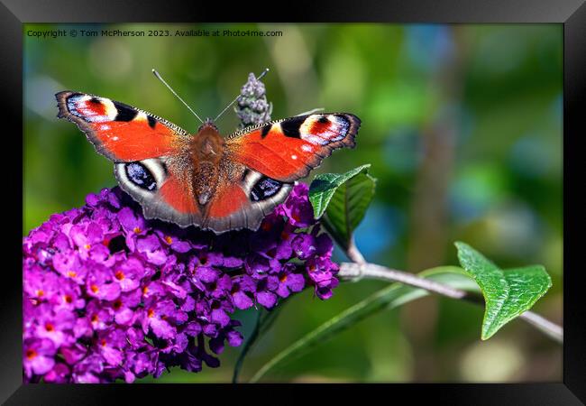 Peacock Butterfly Framed Print by Tom McPherson