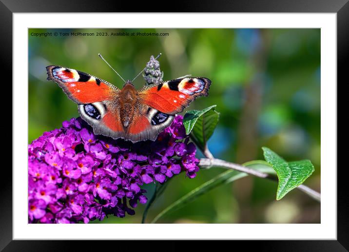 Peacock Butterfly Framed Mounted Print by Tom McPherson