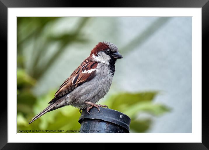 The House Sparrow Framed Mounted Print by Tom McPherson