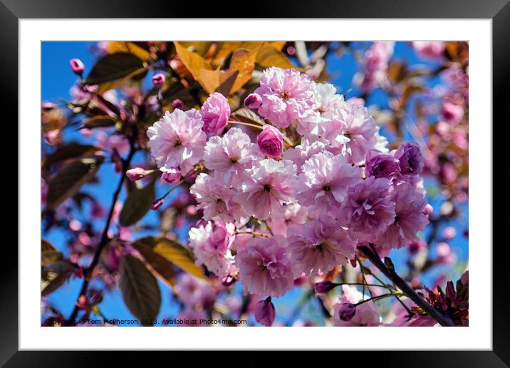 Japanese Flowering Cherry Framed Mounted Print by Tom McPherson