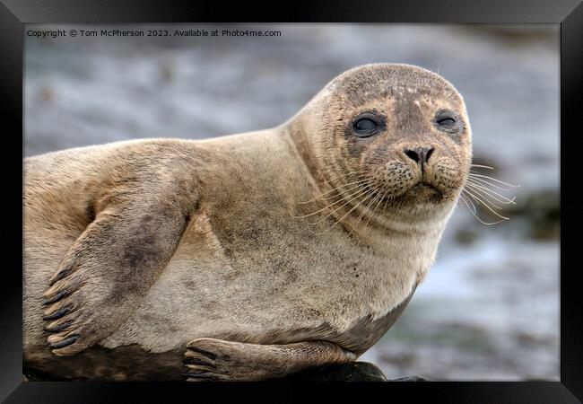 A close up of a Common Seal Framed Print by Tom McPherson