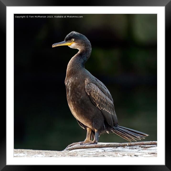Cormorant Framed Mounted Print by Tom McPherson