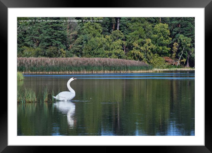 Mute swan on Loch of Blairs Framed Mounted Print by Tom McPherson