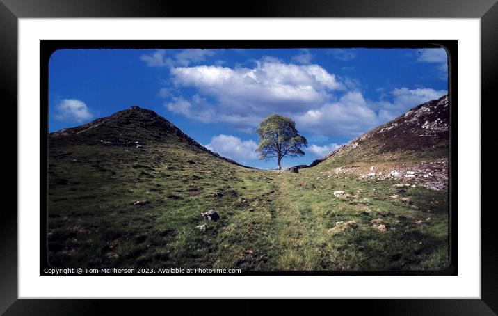 The Sycamore Gap Tree Framed Mounted Print by Tom McPherson