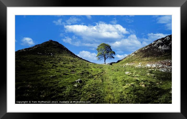 The Sycamore Gap Tree Framed Mounted Print by Tom McPherson