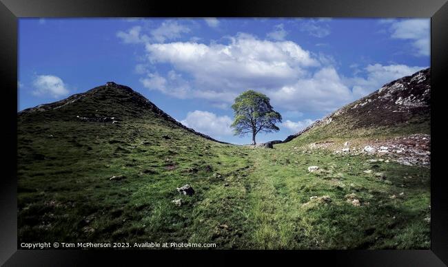 The Sycamore Gap Tree Framed Print by Tom McPherson