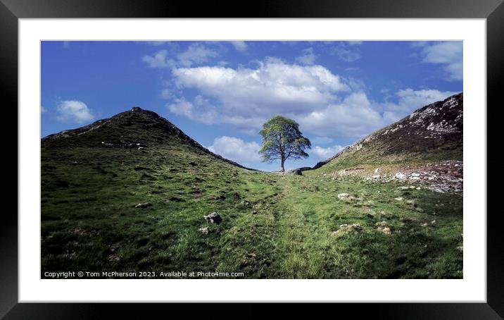 The Sycamore Gap Tree Framed Mounted Print by Tom McPherson