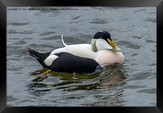 Eider Duck Framed Print by Tom McPherson