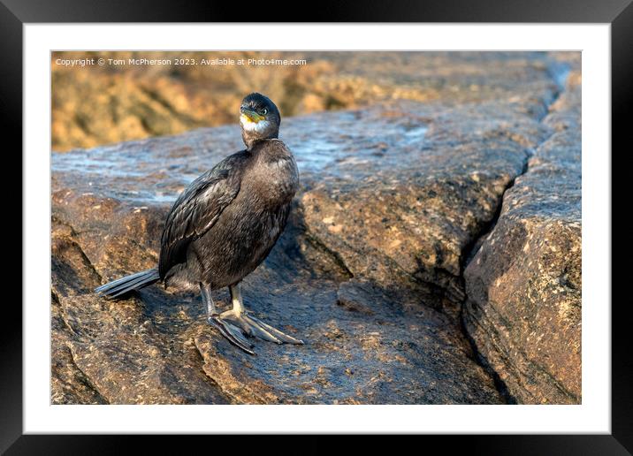 Cormorant in Burghead Harbour Framed Mounted Print by Tom McPherson