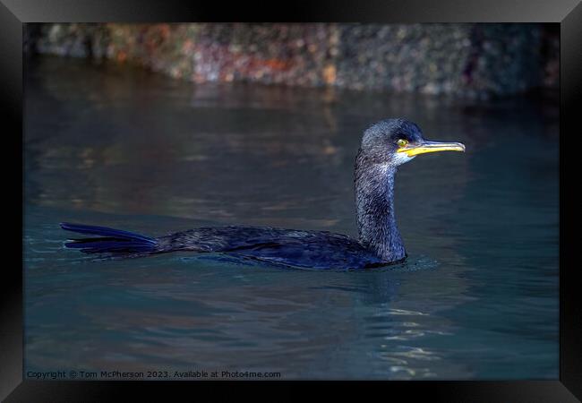 Cormorant swimming in Burghead harbour Framed Print by Tom McPherson