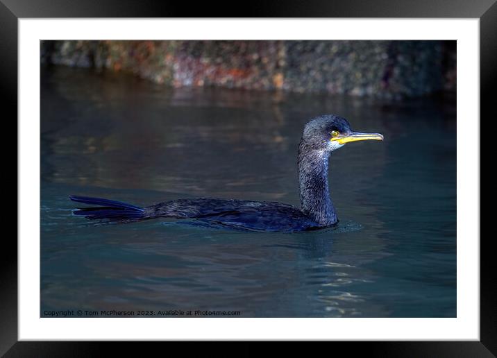 Cormorant swimming in Burghead harbour Framed Mounted Print by Tom McPherson