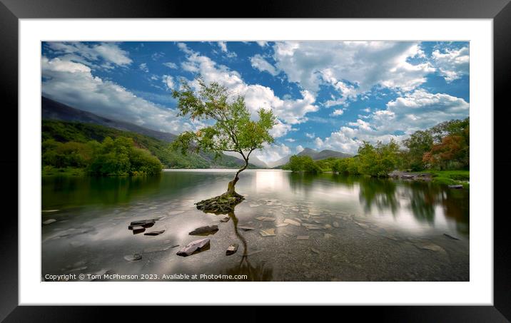 The Lone Tree Framed Mounted Print by Tom McPherson