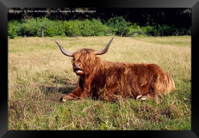 Highland Cow Relaxing Framed Print by Tom McPherson