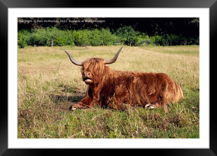  Highland Cow Relaxing Framed Mounted Print by Tom McPherson