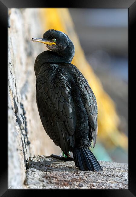 Cormorant at Burghead Harbour Framed Print by Tom McPherson