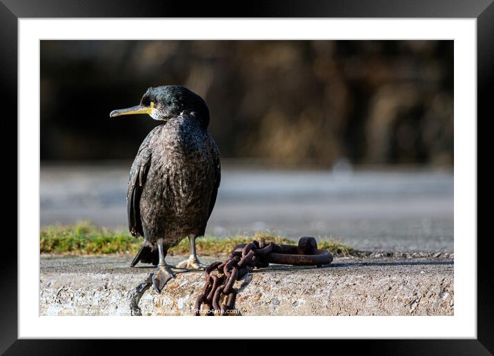 Cormorant at Burghead Harbour Framed Mounted Print by Tom McPherson