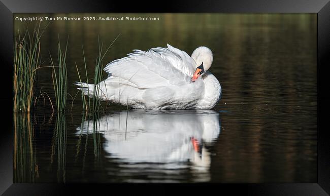 Beautiful swan on Loch of Blairs, Altyre Estate, Moray Framed Print by Tom McPherson