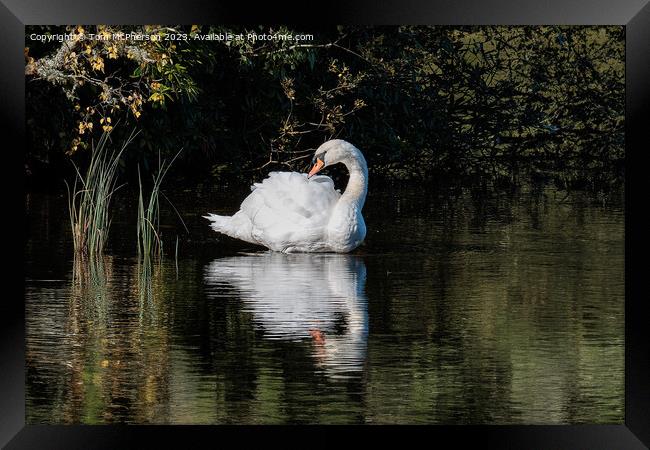 Beautiful swan on Loch  Framed Print by Tom McPherson