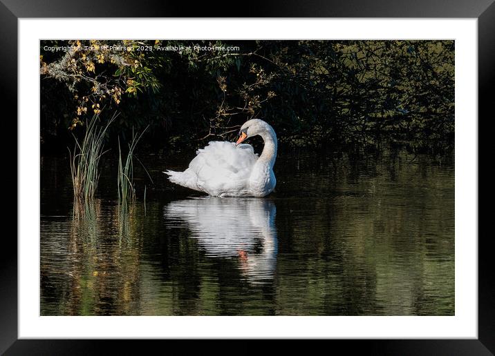 Beautiful swan on Loch  Framed Mounted Print by Tom McPherson