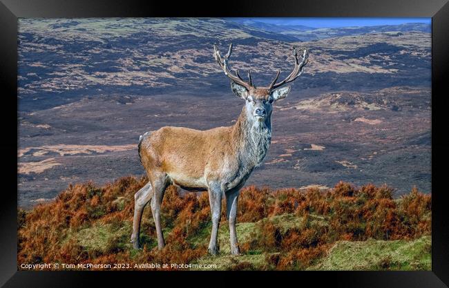 Monarch of the Glen Framed Print by Tom McPherson