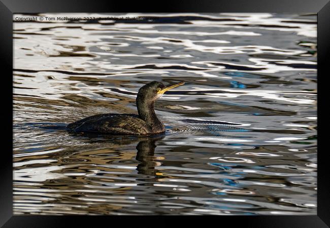 Cormorant in Burghead Harbour Framed Print by Tom McPherson