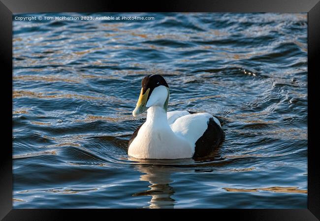 Eider Duck (Male) Framed Print by Tom McPherson