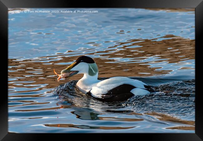 Eider Duck, Male, eating Crab Framed Print by Tom McPherson