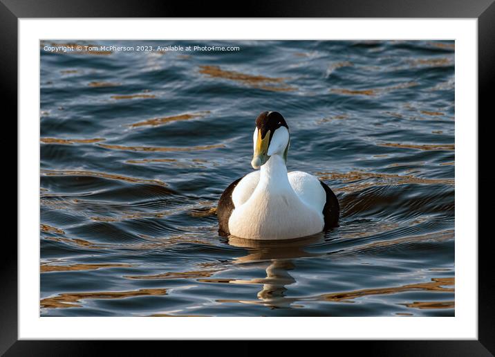 Common Eider (Male) Framed Mounted Print by Tom McPherson