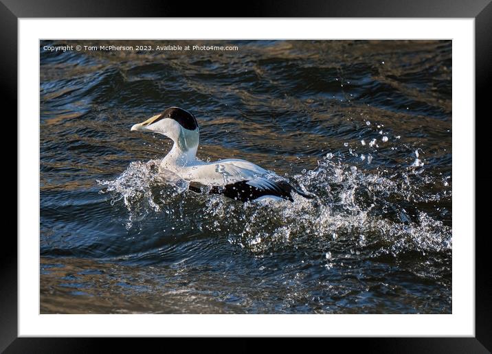 A bird swimming in water next to a body of water Framed Mounted Print by Tom McPherson