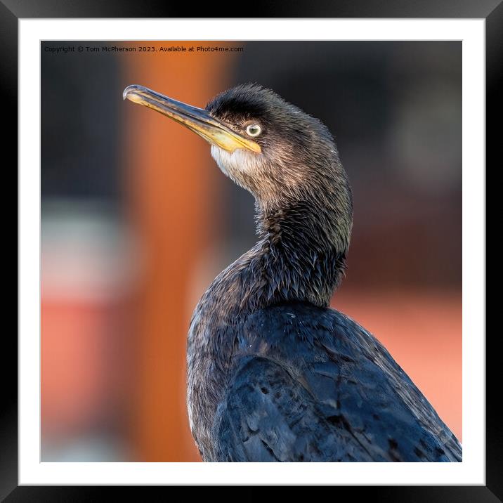 Cormorant in Burghead Harbour Framed Mounted Print by Tom McPherson