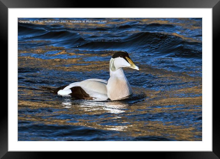 Common Eider Duck Framed Mounted Print by Tom McPherson