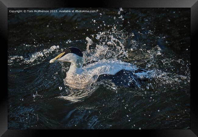 The Common Eider Framed Print by Tom McPherson