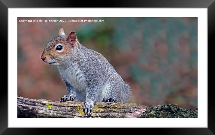 Grey Squirrel Framed Mounted Print by Tom McPherson