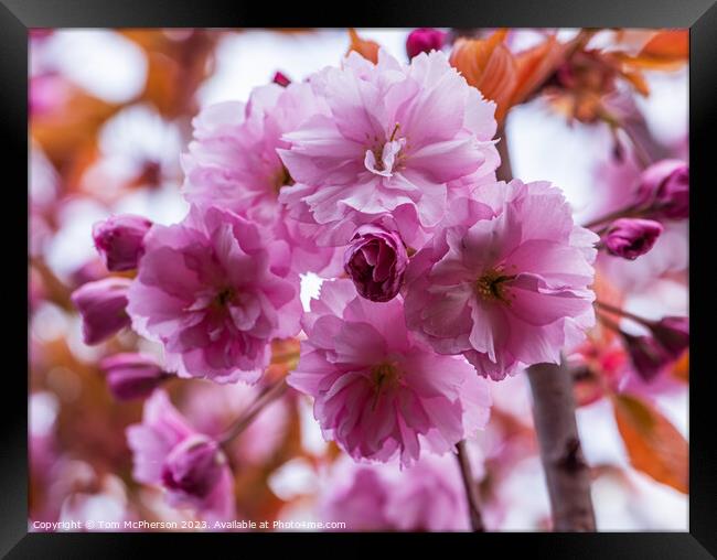 Japanese Flowering Cherry Framed Print by Tom McPherson
