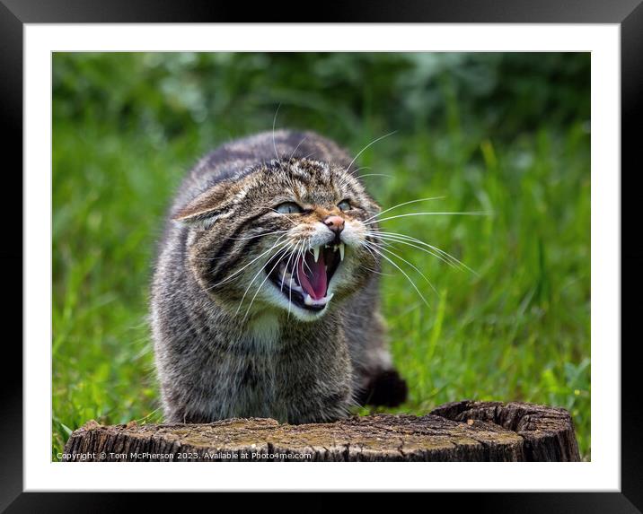 Scottish wildcat Framed Mounted Print by Tom McPherson