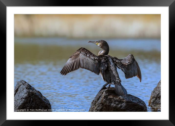 Cormorant drying off  Framed Mounted Print by Tom McPherson