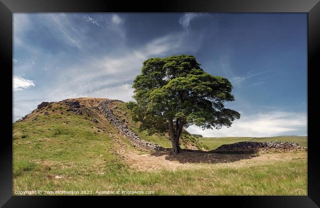 The Famous Sycamore Gap Tree  Framed Print by Tom McPherson