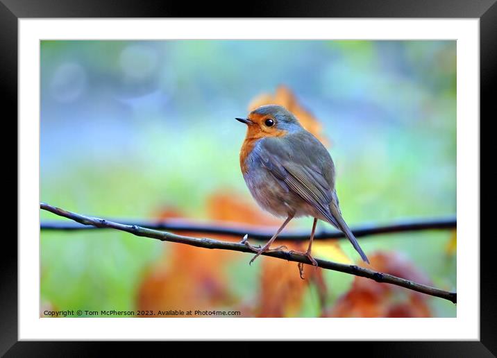 Robin Redbreast Framed Mounted Print by Tom McPherson