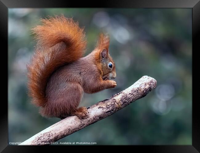 The Red Squirrel Framed Print by Tom McPherson