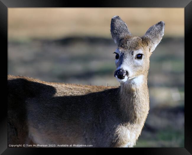 Roe Deer  Framed Print by Tom McPherson