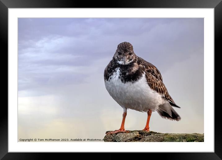 Turnstone Framed Mounted Print by Tom McPherson