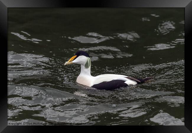 Eider Duck Framed Print by Tom McPherson