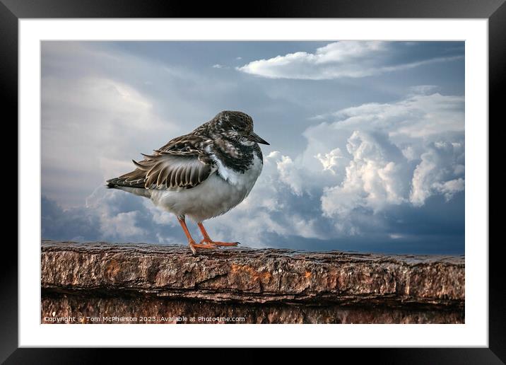 Turnstone Framed Mounted Print by Tom McPherson