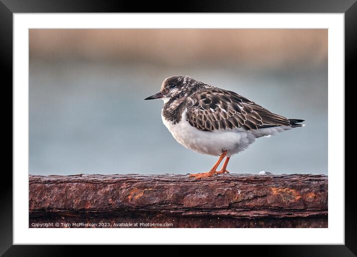 Ruddy Turnstone, Burghead Harbour Framed Mounted Print by Tom McPherson