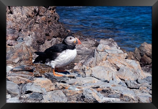 Atlantic Puffin Framed Print by Tom McPherson